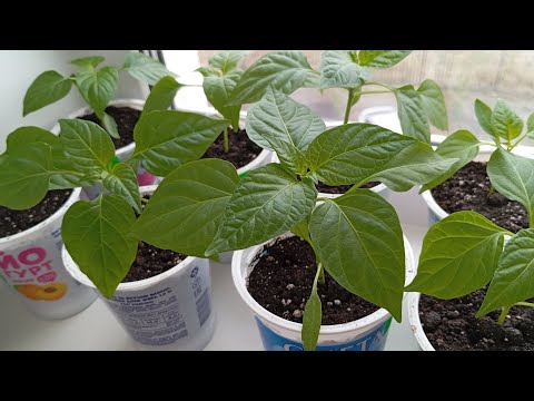 Видео: Как я выращиваю рассаду перца. Всё просто и без лишних затрат. 🌱🌶🌱🫑🌱🌶🌱🫑🌱🌶