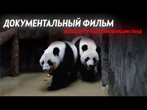 Видео: БОЛЬШОЕ ПУТЕШЕСТВИЕ БОЛЬШИХ ПАНД | ДОКУМЕНТАЛЬНЫЙ ФИЛЬМ