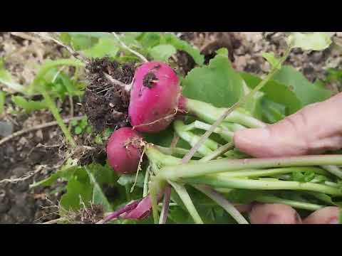 Видео: Готовлю грядки для зимней посадки#растения#сад#природа#garden#plants#цветы