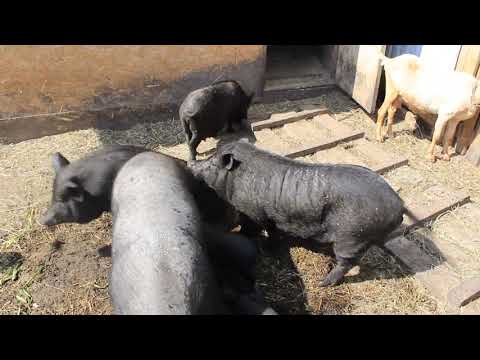Видео: Вес вьетнамской свиньи в год