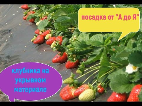 Видео: посадка клубники в августе под укрывной материал
