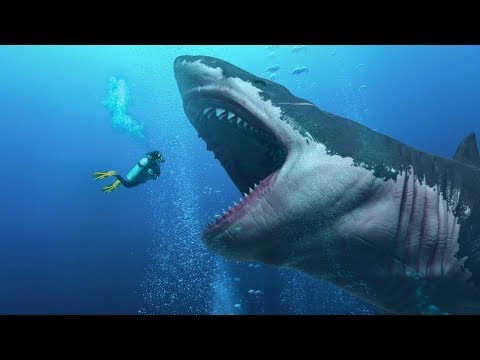 Видео: Әлемдегі ең үлкен акулалар