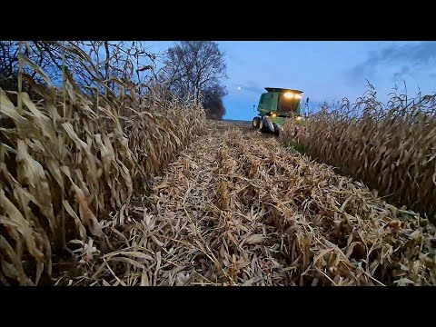 Видео: Начало выращивания кукурузы с высоким содержанием влаги 🌽