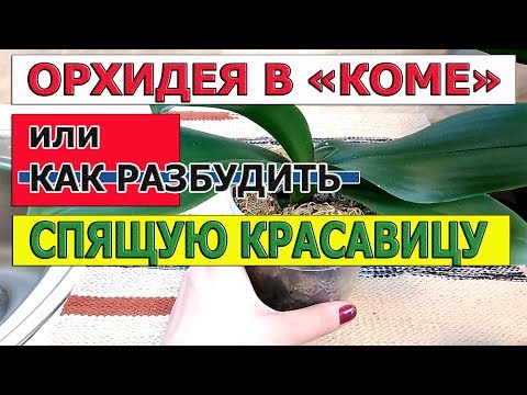 Видео: ОРХИДЕЯ В "КОМЕ" или КАК РАЗБУДИТЬ СПЯЩУЮ КРАСАВИЦУ. ШИКАРНЫЕ КОРНИ И ЛИСТЬЯ ОРХИДЕИ ПОЙДУТ В РОСТ.