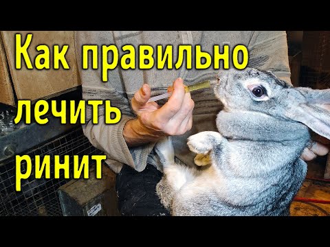 Видео: Как правильно лечить ринит \ Практика как промыть нос кролику