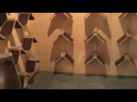 Видео: Племенная голубятня - 2