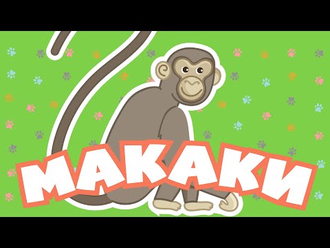 Видео: Творение учит нас | Макаки