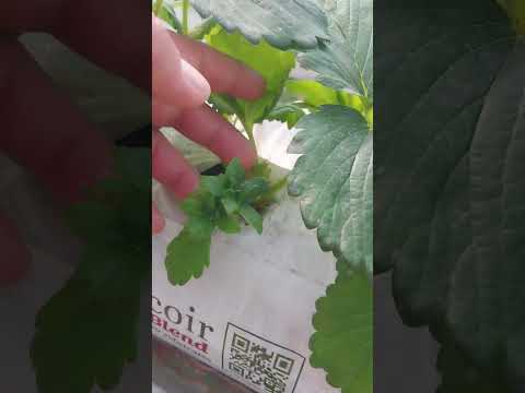 Видео: Гидрапоника 2025 