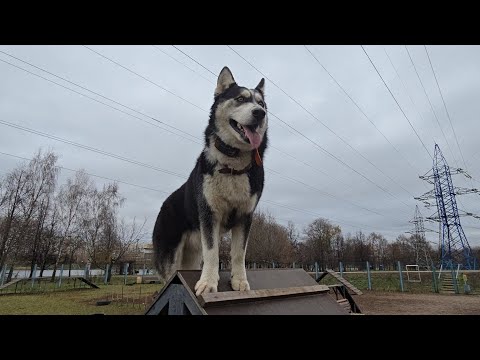 Видео: Хаски Дик на огромной собачей площадке. агрессивный питбуль) 17.11.24 часть 4