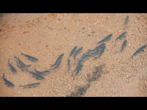 Видео: Плывите, рыбки!