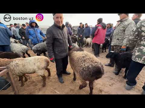 Видео: ЭЛЛИККАЛА БУСТОН КУЙ БОЗОР НАРХЛАРИ 13 ноября 2025 г.