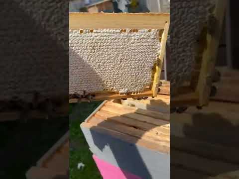 Видео: 4 августа 2022 г.