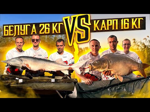 Видео: Карп VS белуга! Битва на Медиалиге.