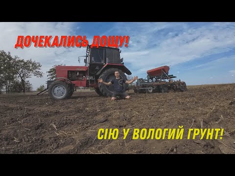Видео: Посів пшениці 2024 ! В перше за 3 роки сію в вологий грунт!
