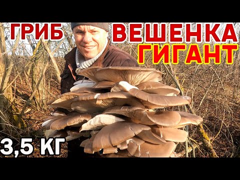 Видео: Шок! Гигантский ГРИБ! Тополя полны ВЕШЕНОК! Собрал 15 кг за час! 7 кг ВЕШЕНОК с одного дерева!