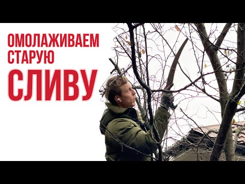 Видео: Как старую сливу заставить плодоносить?