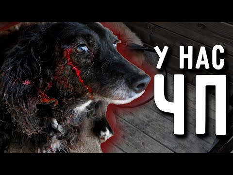 Видео: Перс покрылся красными пятнами. Джина вся в крови, кто ее покусал? Концерт от Нукера в конце