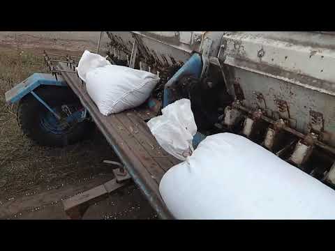 Видео: Посев озимого гороха.