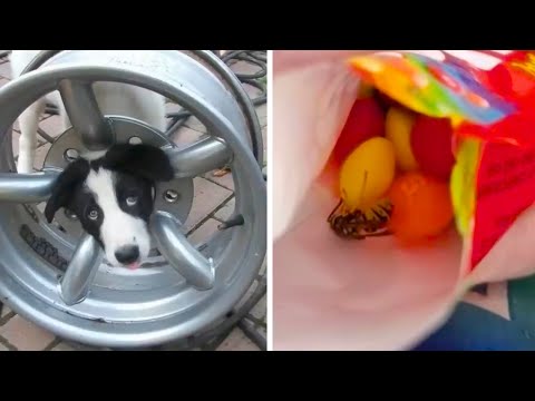Видео: Когда удача отвернулась истории невероятного неве