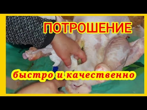 Видео: ‼️Потрошение бройлеров или индюков ‼️ Подробная инструкция для начинающих птицеводов.