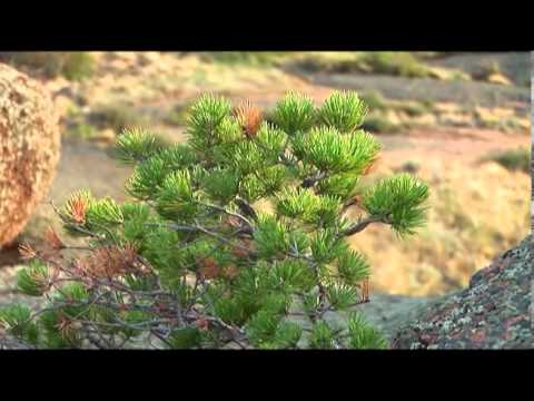 Видео: "Неизведанный Казахстан". Баянаул. Эфир 20-07-2013