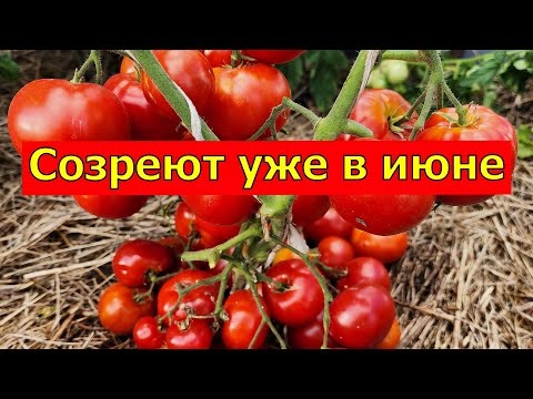 Видео: САМЫЕ РАННИЕ сорта томатов для открытого грунта с потрясающей урожайностью