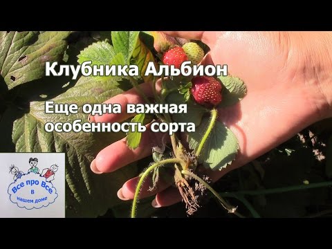 Видео: Клубника Альбион.  Ещё одна важная особенность сорта.