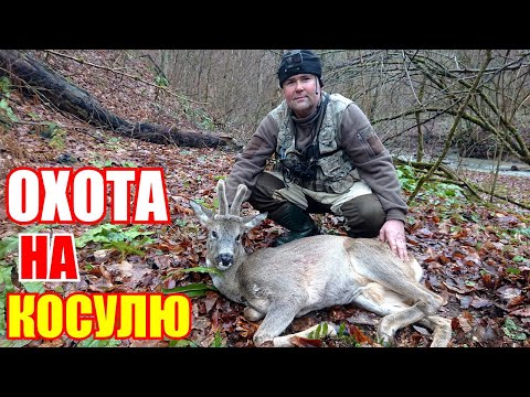 Видео: Загонная охота на косулю с собаками