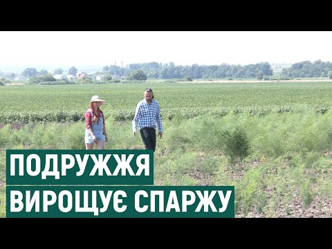 Видео: "Вірили, що людям сподобається". Подружжя з Прикарпаття вирощує спаржу