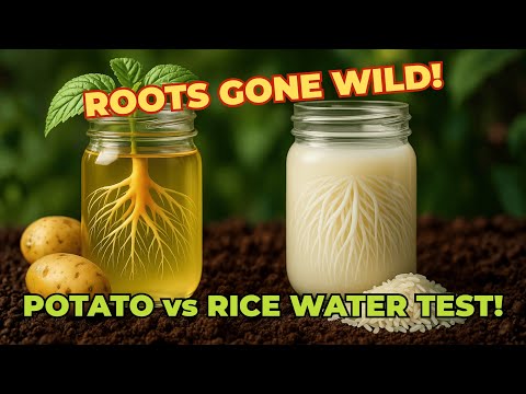 Видео: ВОДА ИЗ-ПОД ВАРЕНОГО КАРТОФЕЛЯ против РИСОВОЙ ВОДЫ — домашний эксперимент, который ПОТРЯСИЛ садов...