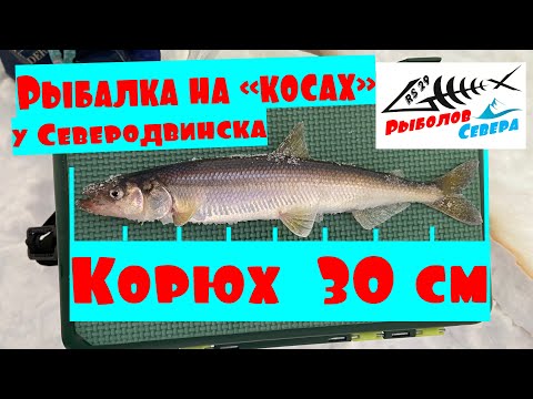 Видео: РЫБАЛКА НА КОРЮШКУ 2 КОСА под Северодвинском #КРУПНЫЙ КОРЮХ #Рыболов_Севера