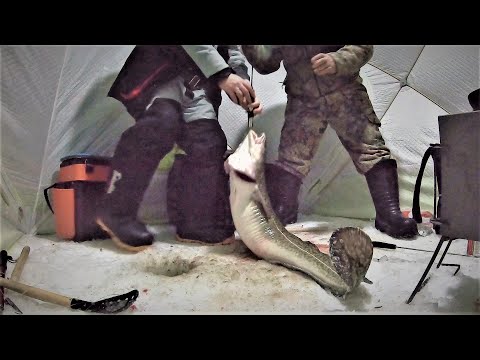 Видео: ТРОФЕЙНЫЙ НАЛИМ . ЛОВЛЯ НАЛИМА НА СТУК . . . ( 1-ЧАСТЬ )