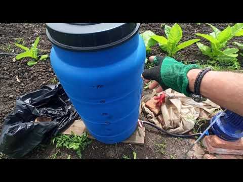 Видео: Обзор табака, подкормка. 11.06.2023