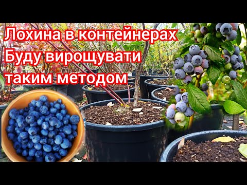 Видео: Вирощування лохини в контейнерах, сумках! думаю таким методом досягти кращого результату!