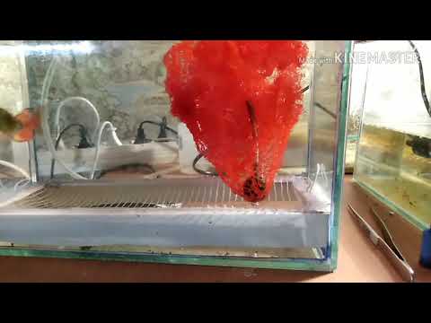 Видео: Нерест огненных барбусов.