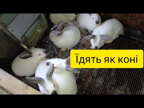Видео: Кролі ростуть, корм закінчується швидше...#гранулятор#корм#кролі#гранула