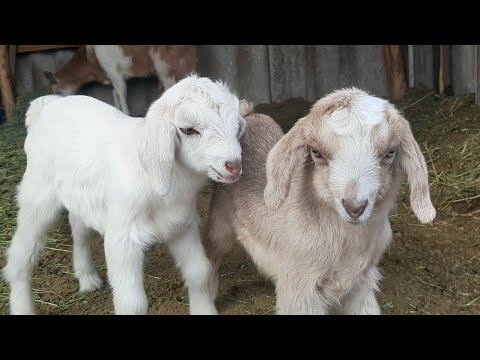 Видео: Лақтар. Козлята. Сақман 2023. #лақ