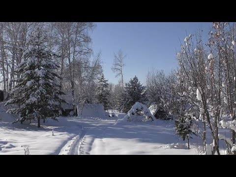 Видео: Пасека на связи # 7 мороз и солнце, и снег