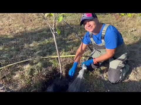 Видео: ОСІННЯ ПОСАДКА САДУ ТА КОРЧУВАННЯ.