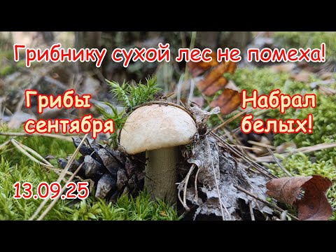 Видео: Грибнику сухой лес не помеха! Грибы сентября. Набрал белых! 13.09.25