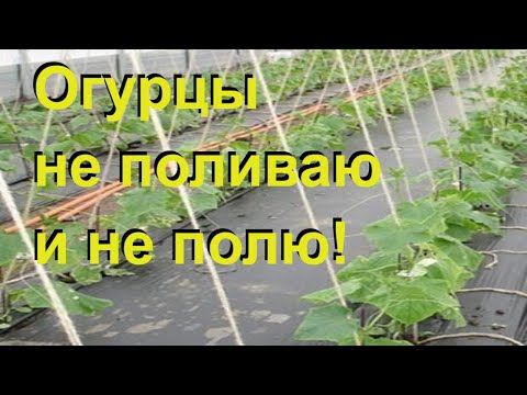 Видео: ОГУРЦЫ НА ПЛЕНКЕ, БЕЗ ПОЛИВА продолжение эксперимента. Свекла рассадой из "Улитки"