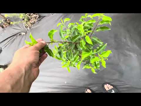 Видео: Южные растения в конце мая.