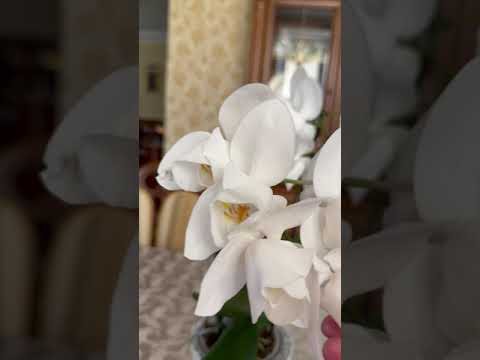 Видео: Pf. УРАЛ - домашнее цветение  #orchid