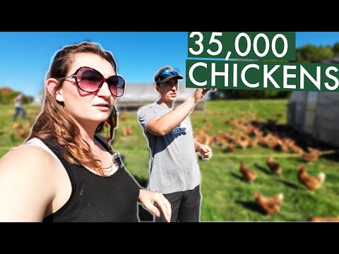 Видео: Внутри его регенеративной фермы невероятного масштаба! (Ферма Джо)