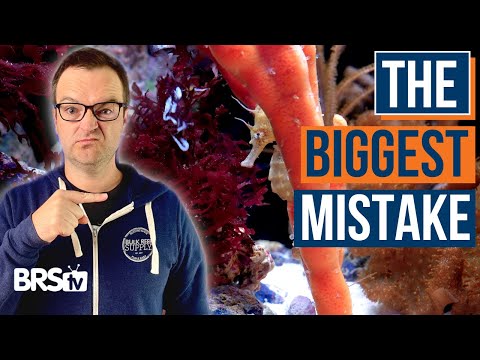 Видео: Кормим ли мы морских рыб неправильно? Советы и рекомендации для новичков! Эпизод: 37