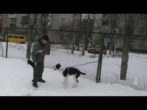 Видео: Игры с щенком 1
