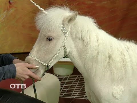 Видео: "Тайна новогодней звезды"