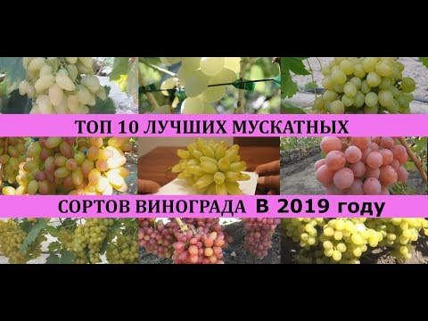 Видео: ТОП 10 ЛУЧШИХ МУСКАТНЫХ СОРТОВ ВИНОГРАДА 2019/Top of the best grapes