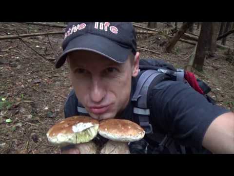 Видео: Гриби в Карпатах село  Мислівка і рибалка на річці Свіча