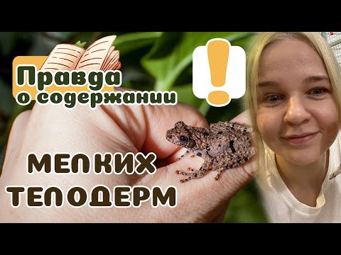 Видео: Лягушки-телодермы для новичков. Как ухаживать?